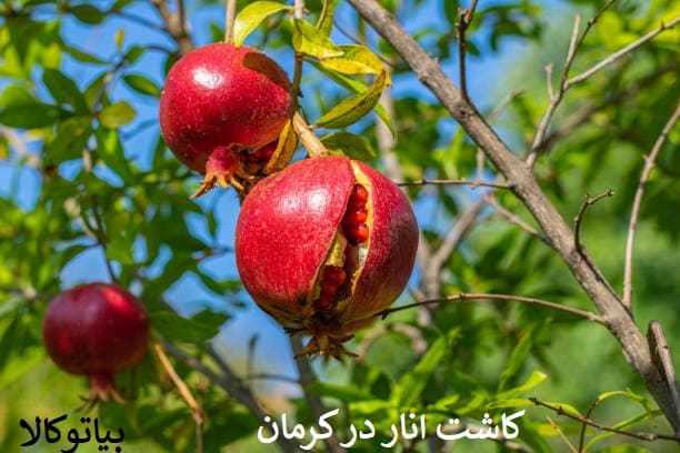 کاشت درخت انار در کرمان